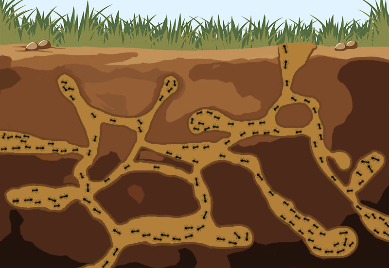 Figure 1: Ant farm as lateral movement , Credit: Meghan Appelboim